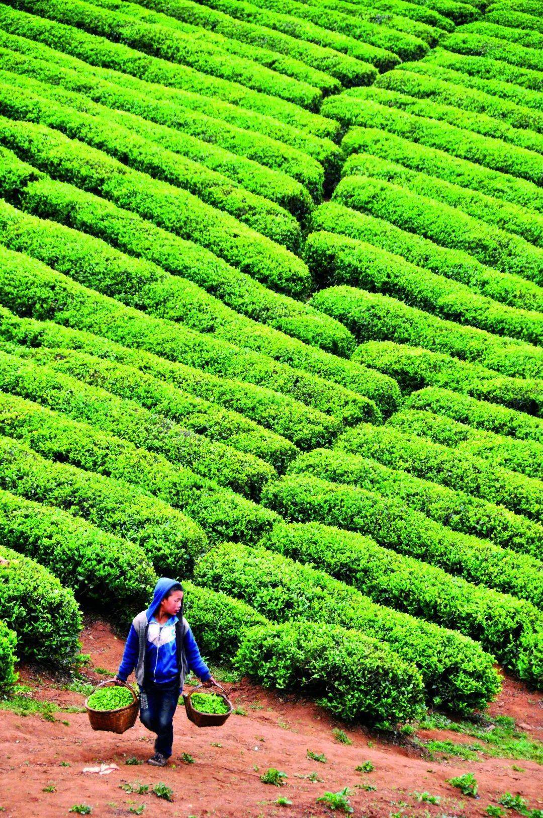 贵州富硒野茶