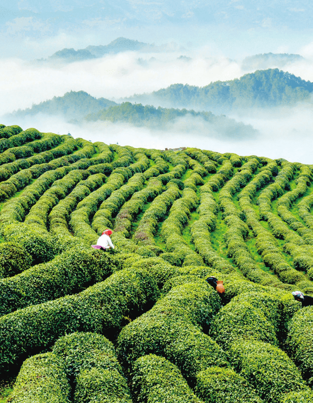 贵州富硒野茶