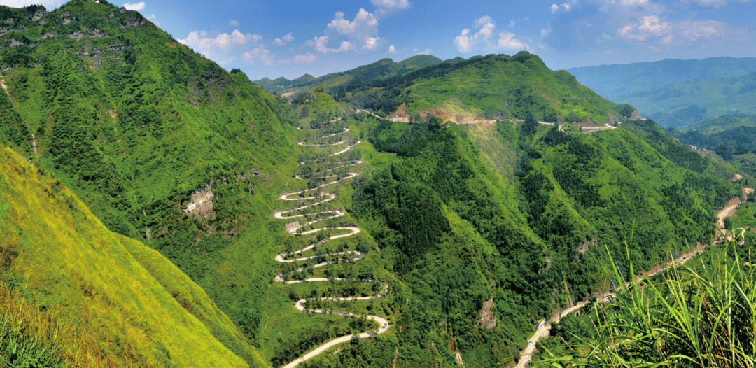 贵州富硒野茶