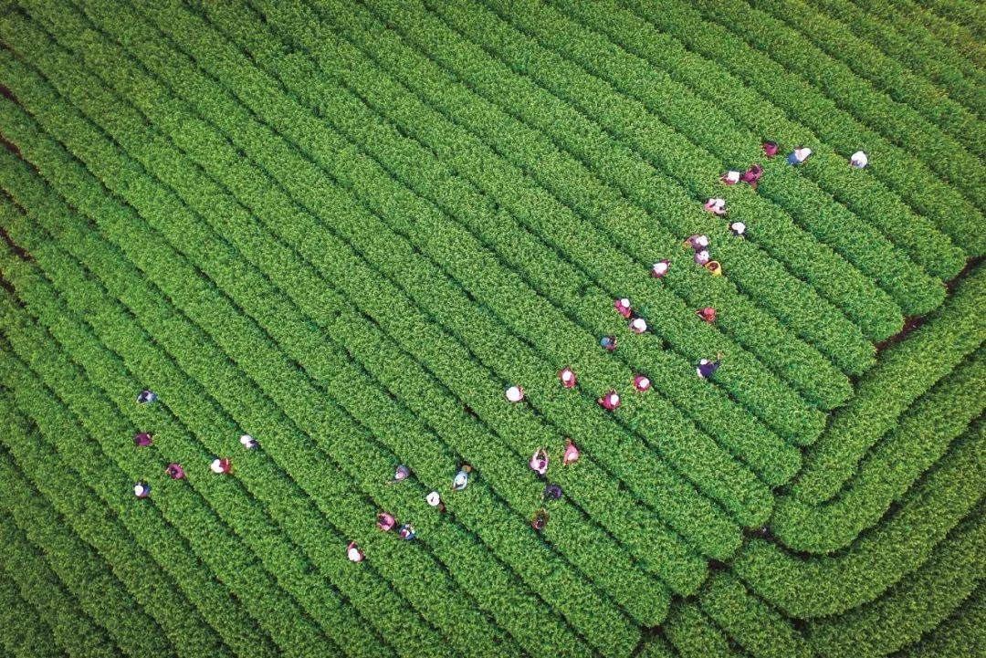 贵州富硒野茶