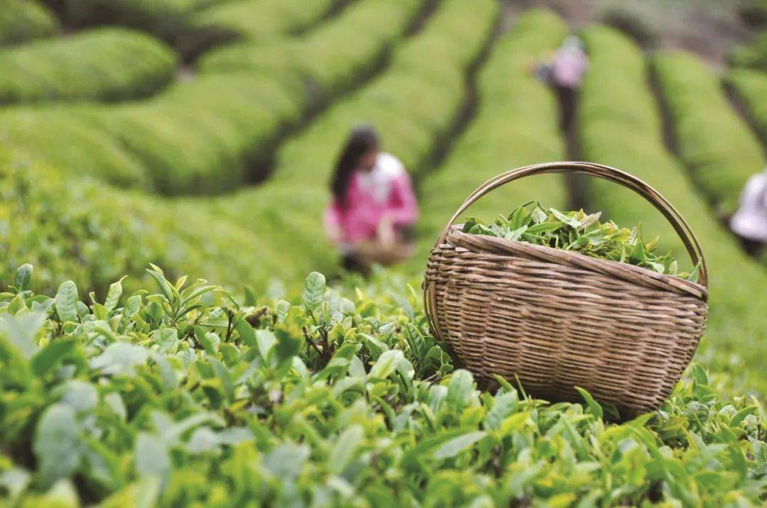 贵州富硒野茶