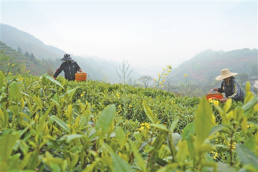 富硒茶推介词