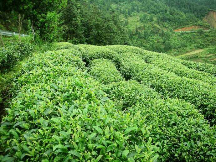 雾阳春富硒茶