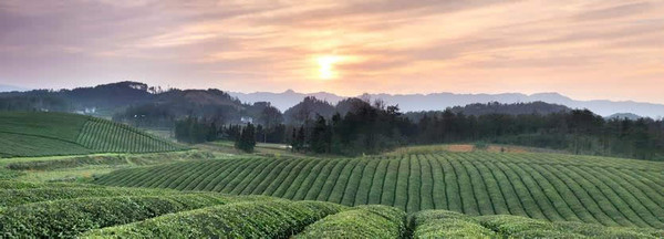 富硒茶推介词