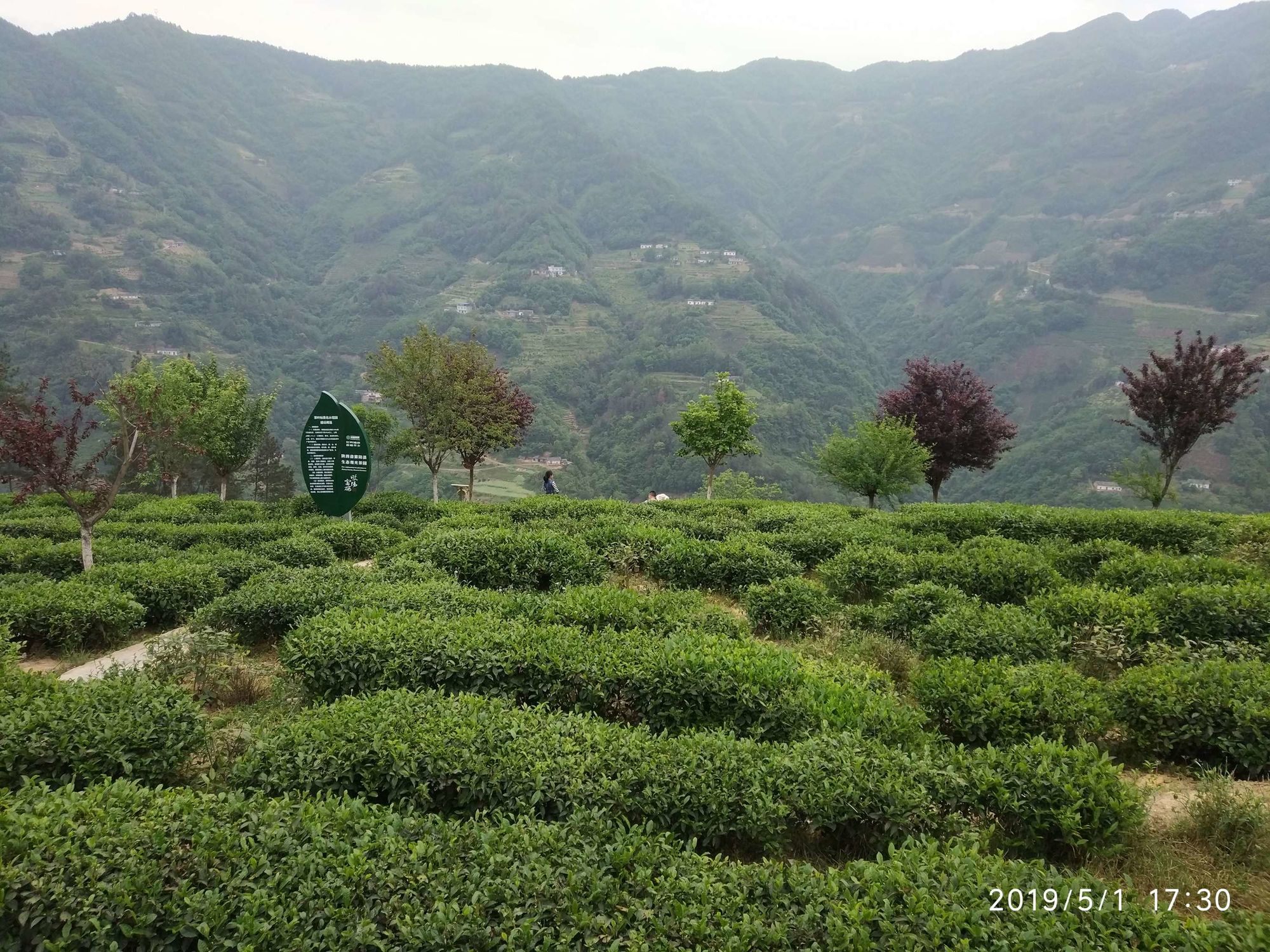 种富硒茶脱贫