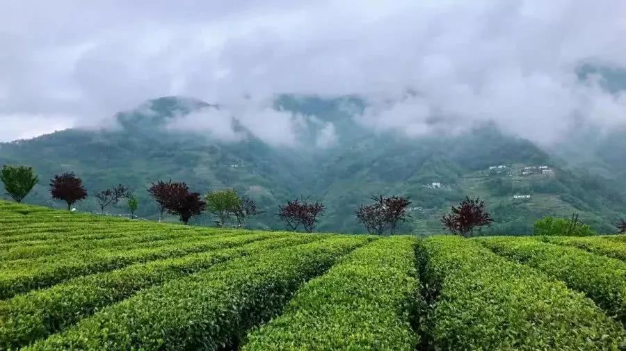 阿紫阳富硒茶