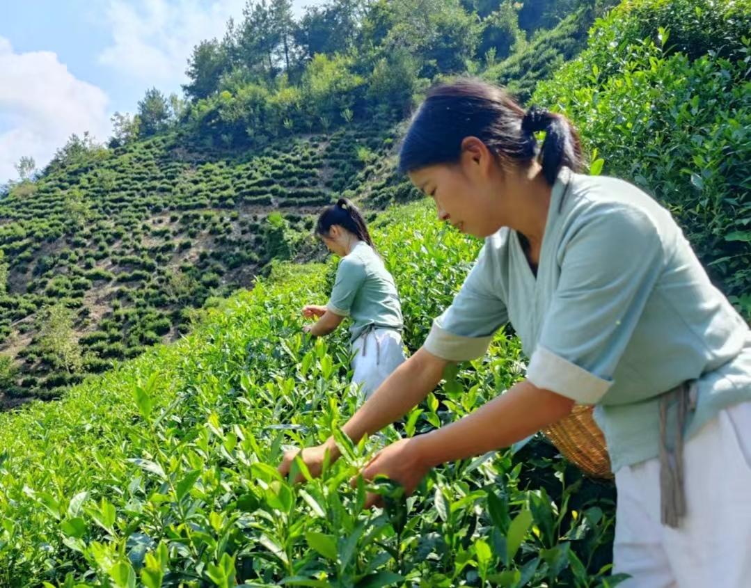 阿紫阳富硒茶