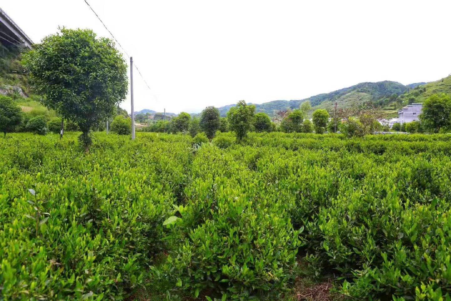 平利富硒黑茶