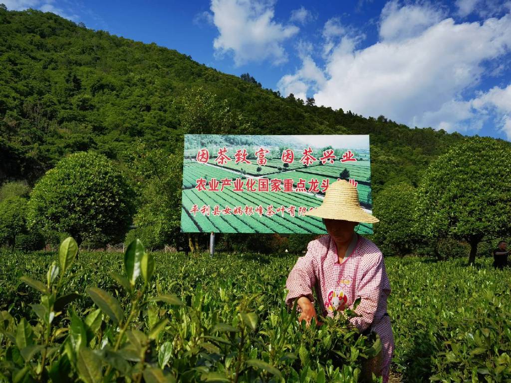 平利富硒黑茶