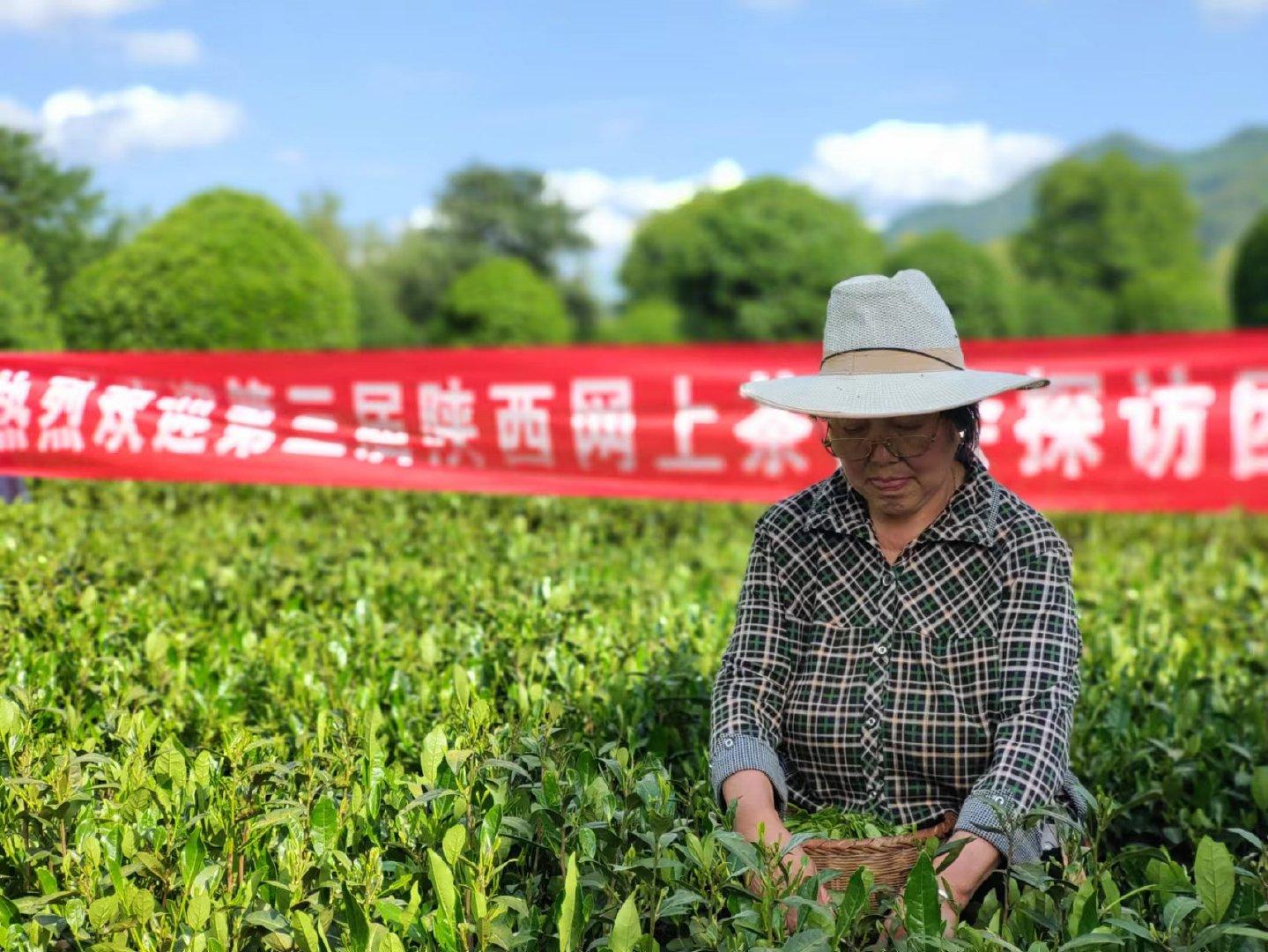 平利富硒黑茶