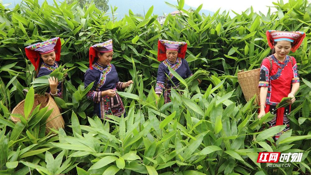 红豆彬富硒茶