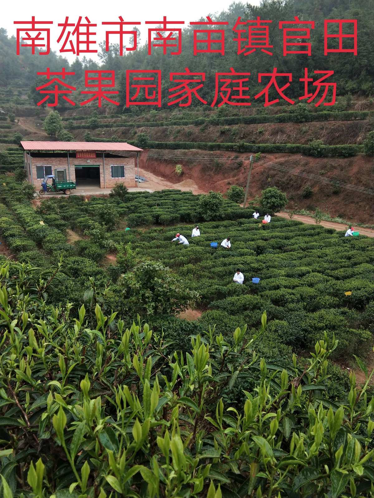 安溪山富硒茶