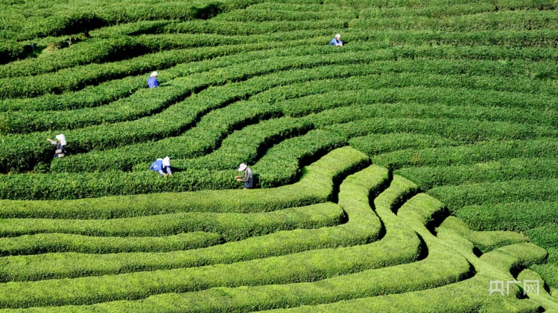 品高山富硒茶