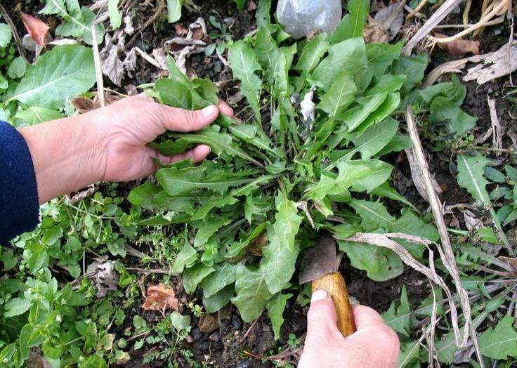 富硒霜桑叶茶