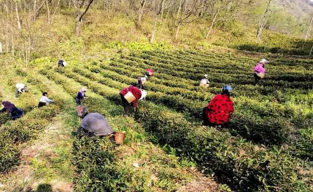 品高山富硒茶