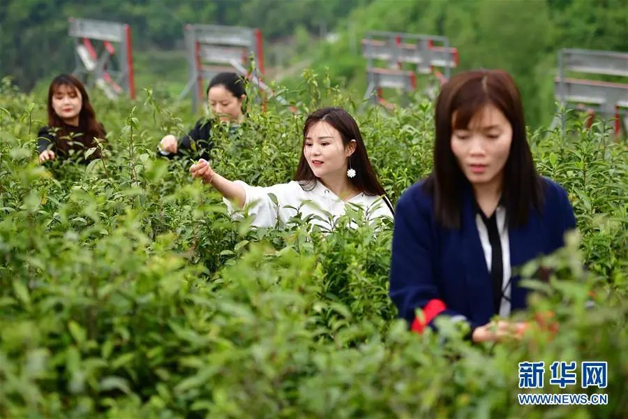 品高山富硒茶