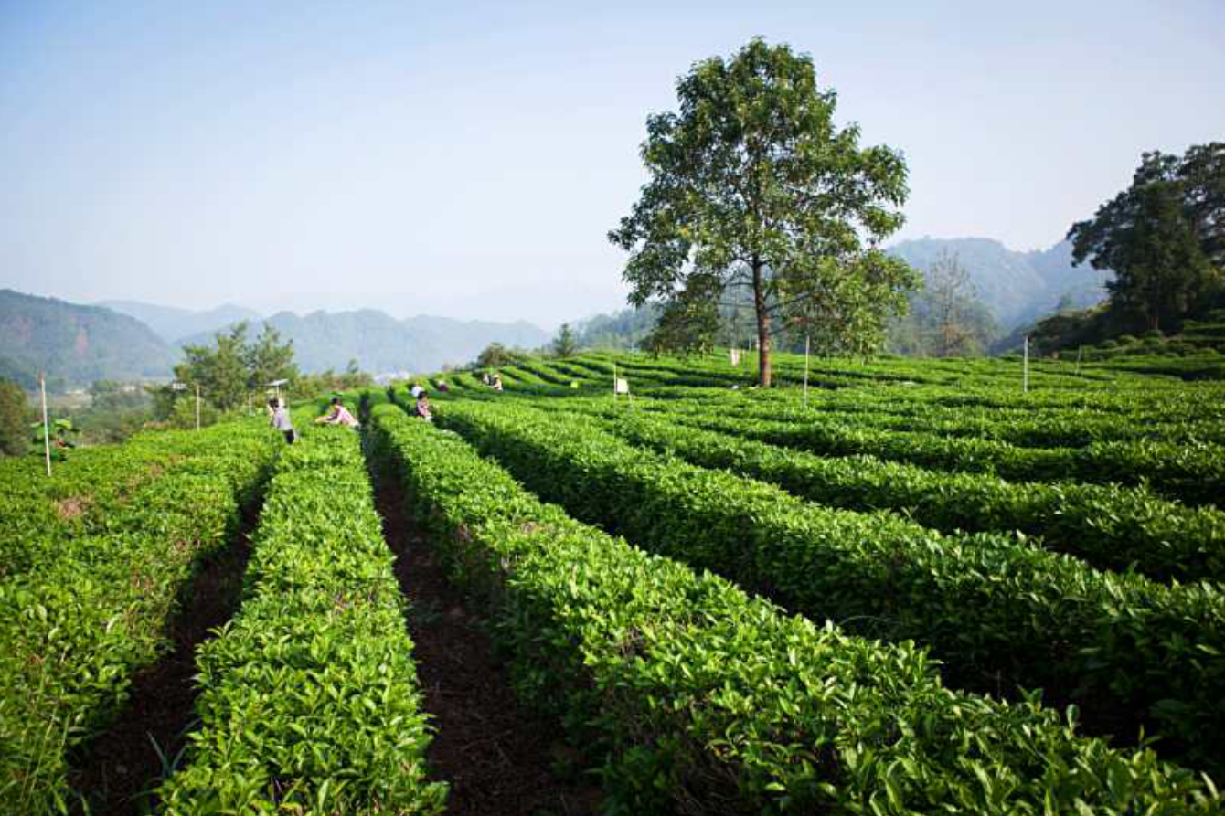 难得的富硒茶