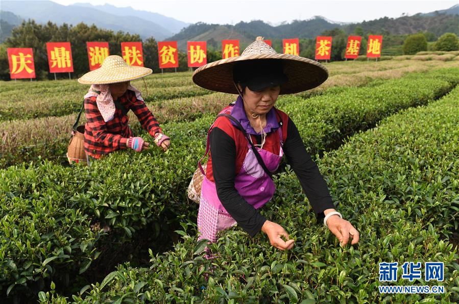 柞水有富硒茶