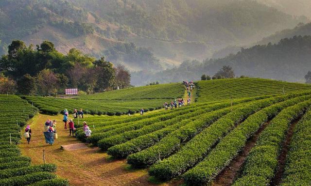 板栗香富硒茶