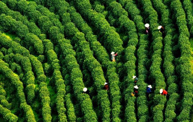 板栗香富硒茶