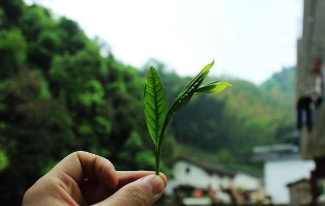 板栗香富硒茶