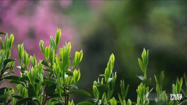 池州富锌硒茶