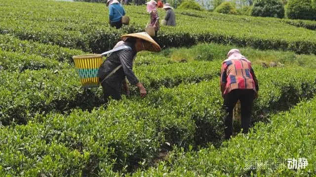 池州富锌硒茶