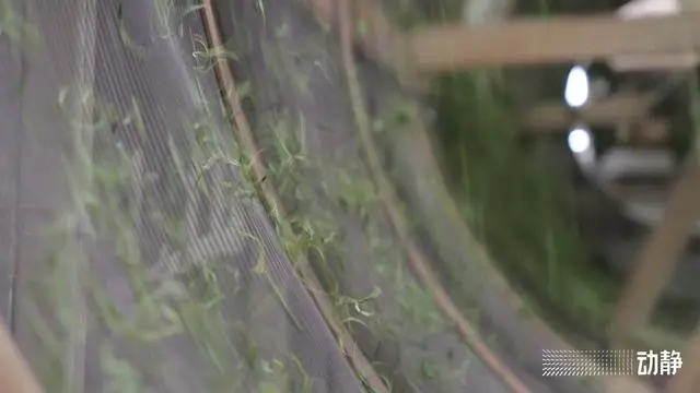 池州富锌硒茶