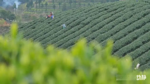 池州富锌硒茶