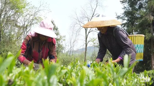 池州富锌硒茶