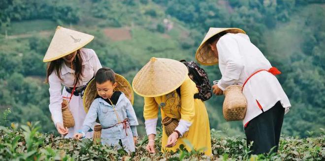 文笔山富硒茶