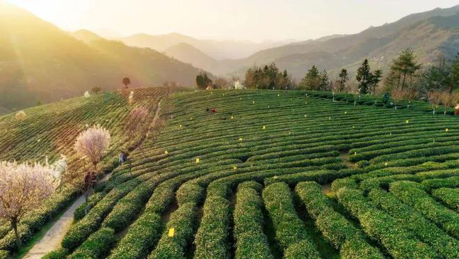 文笔山富硒茶