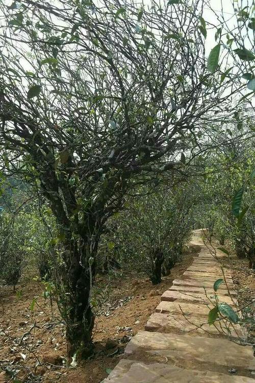 苦竹山富硒茶