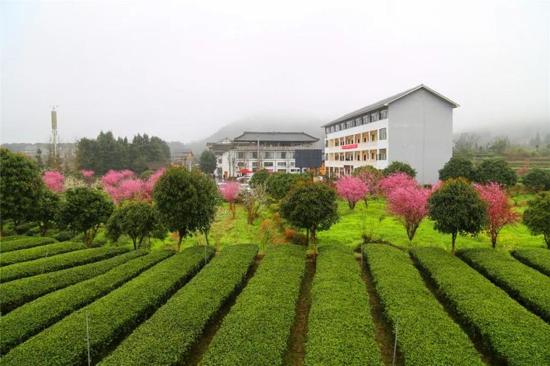 池州富锌硒茶