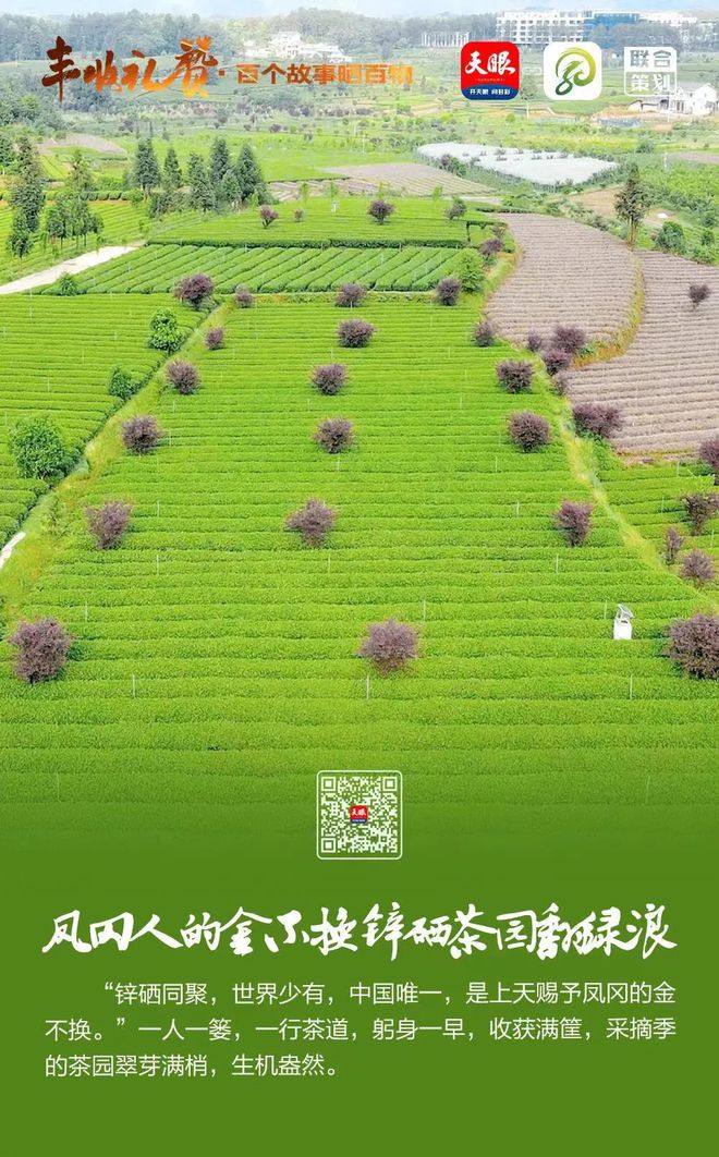 凤冈锌硒富茶