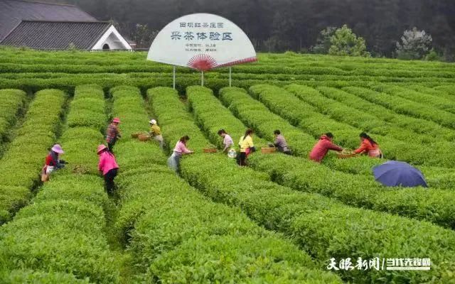 凤冈锌硒富茶