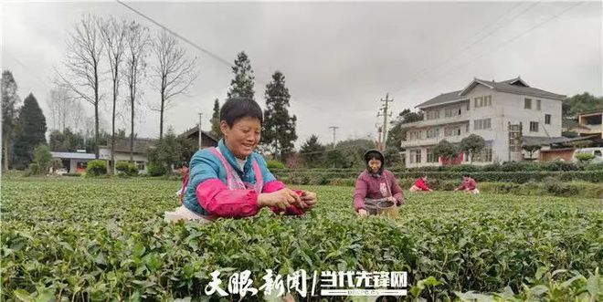 凤冈锌硒富茶