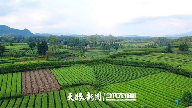 凤冈锌硒富茶