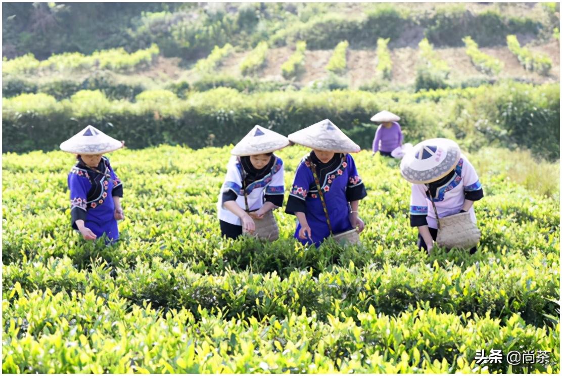 富硒藤茶传人