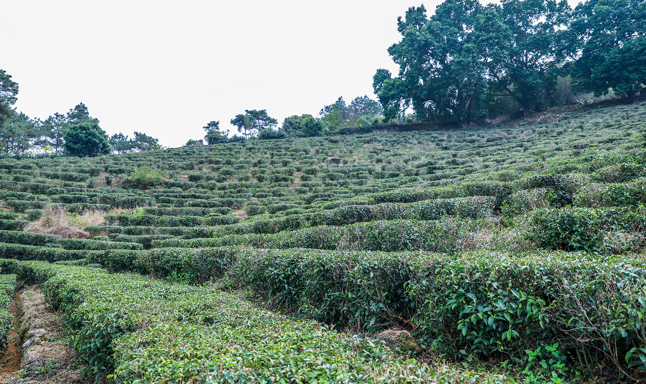 月池牌富硒茶