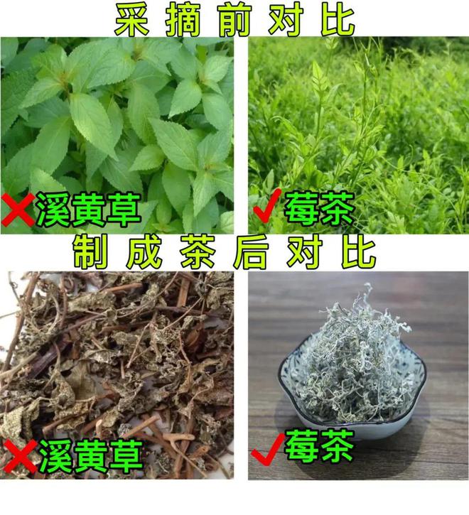 富硒莓茶价格