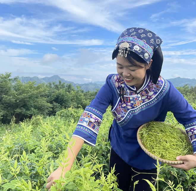 富硒莓茶价格