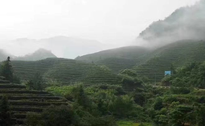 富硒莓茶价格