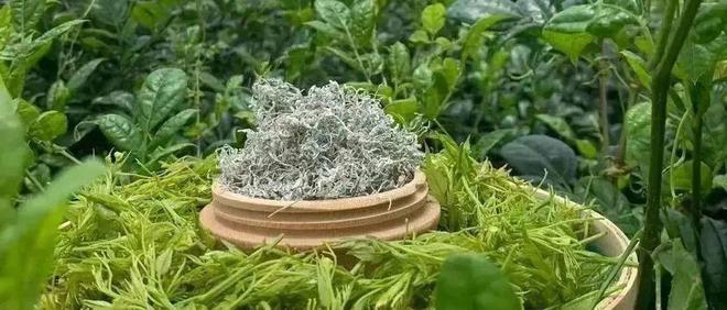 富硒莓茶价格