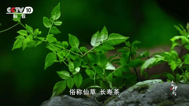 富硒莓茶价格