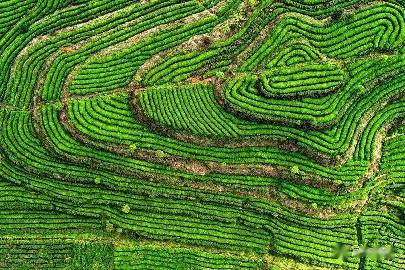 池州富锌硒茶