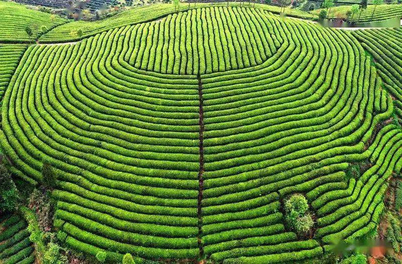 池州富锌硒茶