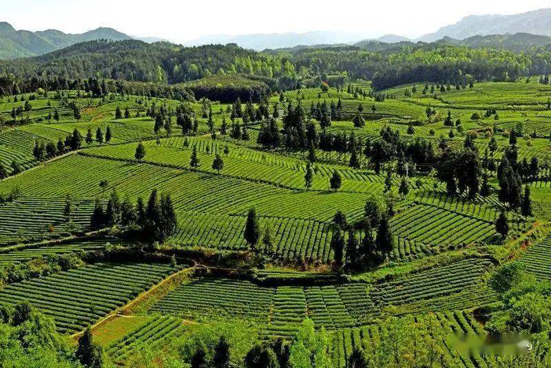 池州富锌硒茶