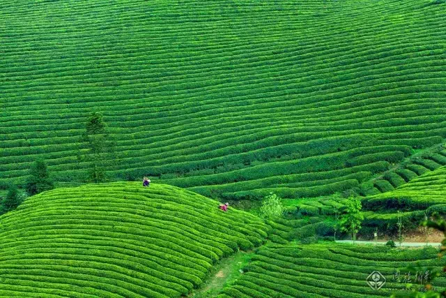 富硒茶直播词