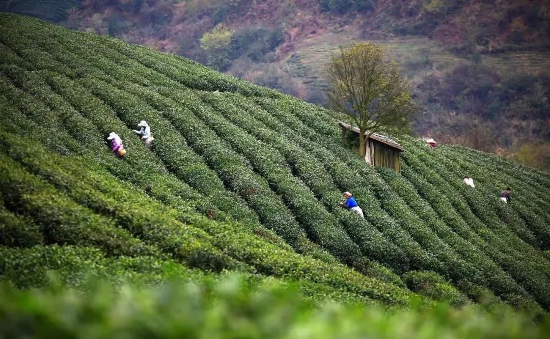 开阳富硒球茶